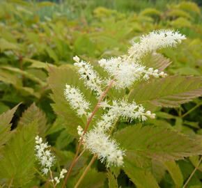 Udatna lesní - Aruncus dioicus