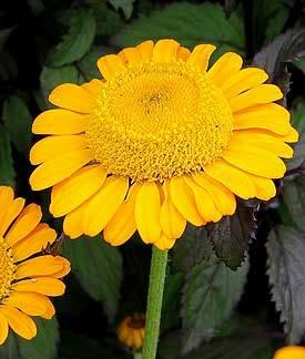 Rmen - Anthemis sancti-johannis