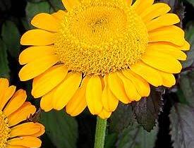 Rmen - Anthemis sancti-johannis