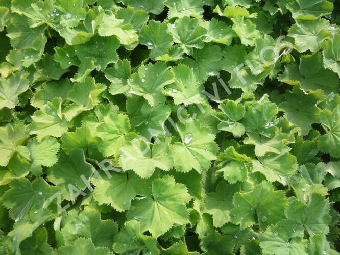 Kontryhel měkký 'Thriller' - Alchemilla mollis 'Thriller'