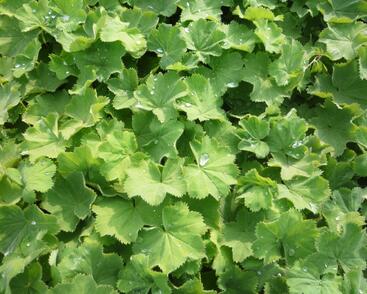 Kontryhel měkký 'Thriller'