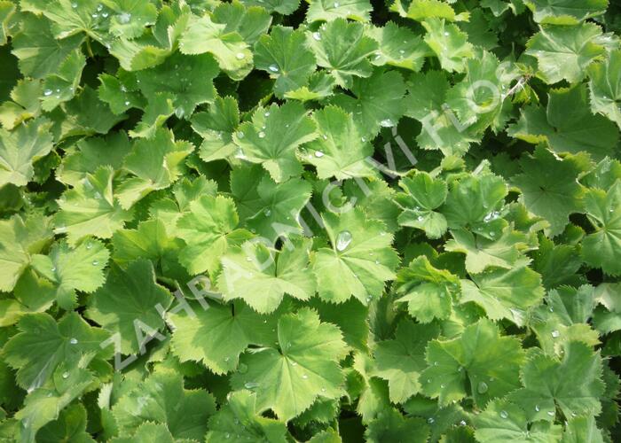 Kontryhel měkký 'Thriller' - Alchemilla mollis 'Thriller'