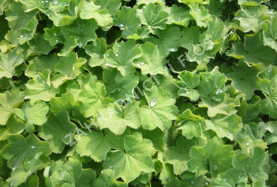 Kontryhel měkký 'Thriller' - Alchemilla mollis 'Thriller'