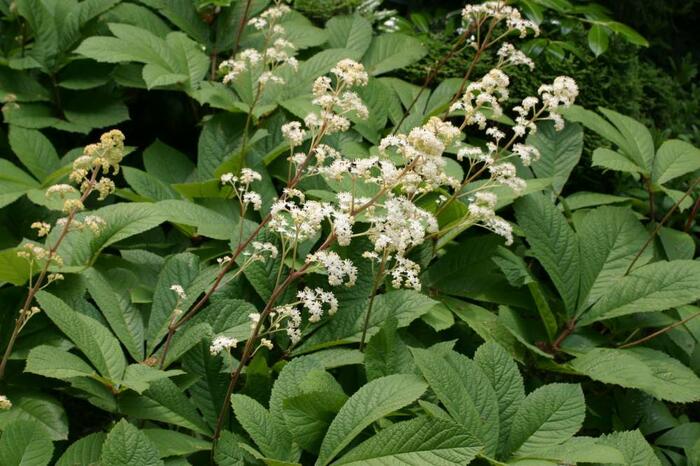 Rodgersie bezolistá - Rodgersia sambucifolia