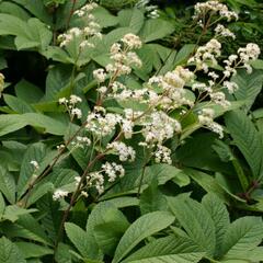 Rodgersie bezolistá - Rodgersia sambucifolia