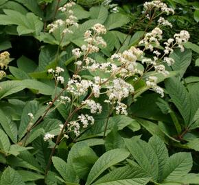 Rodgersie bezolistá - Rodgersia sambucifolia