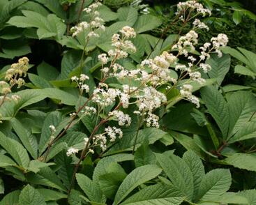 Rodgersie bezolistá