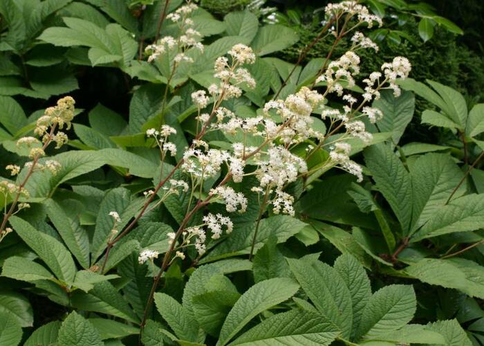 Rodgersie bezolistá - Rodgersia sambucifolia