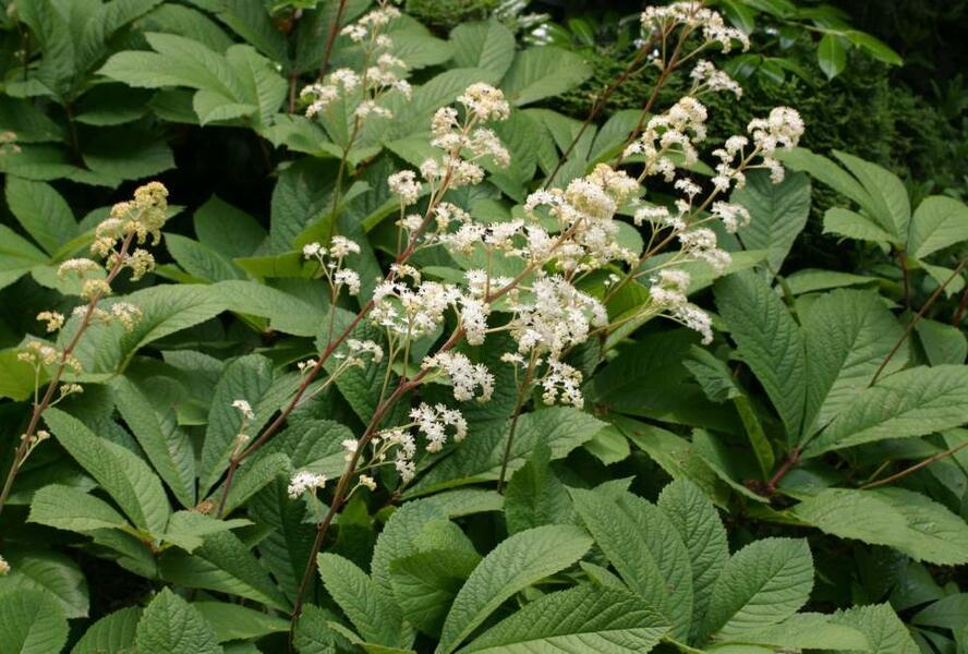 Rodgersie bezolistá - Rodgersia sambucifolia