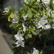Azalka japonská 'Treasure' - Azalea japonica 'Treasure'