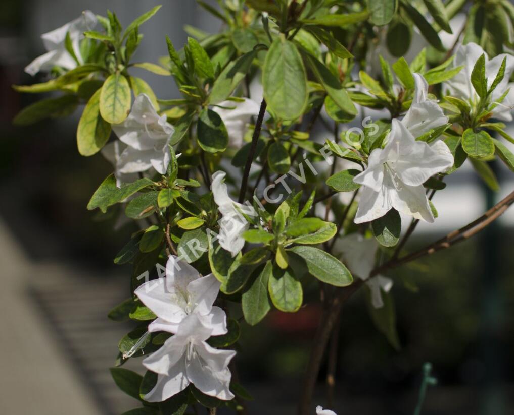 Azalka japonská 'Treasure' - Azalea japonica 'Treasure'