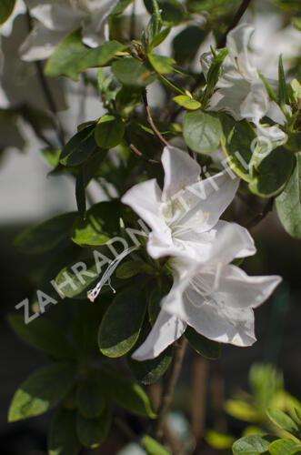 Azalka japonská 'Treasure' - Azalea japonica 'Treasure'
