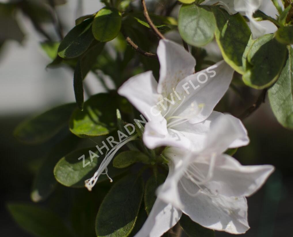 Azalka japonská 'Treasure' - Azalea japonica 'Treasure'