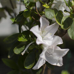 Azalka japonská 'Treasure' - Azalea japonica 'Treasure'