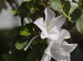 Azalka japonská 'Treasure' - Azalea japonica 'Treasure'