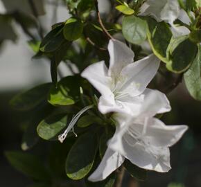 Azalka japonská 'Treasure' - Azalea japonica 'Treasure'