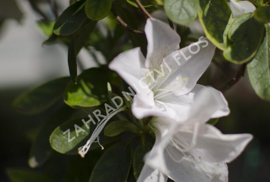 Azalka japonská 'Treasure' - Azalea japonica 'Treasure'