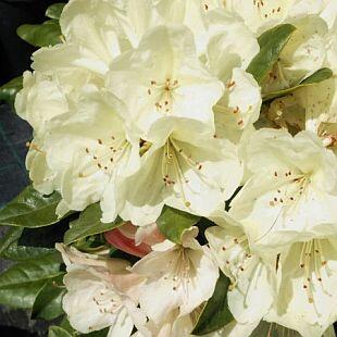 Pěnišník 'Ehrengold' - Rhododendron (T) 'Ehrengold'