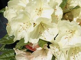 Pěnišník 'Ehrengold' - Rhododendron (T) 'Ehrengold'