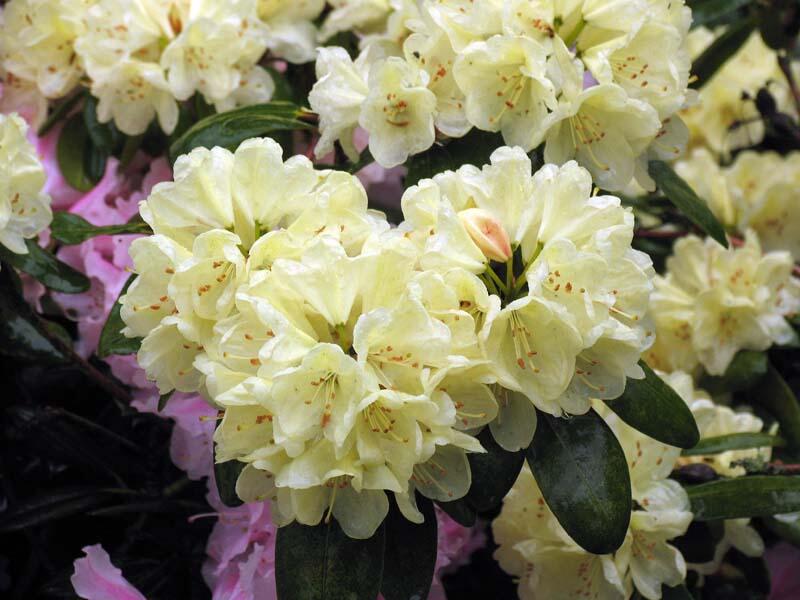 Pěnišník 'Ehrengold' - Rhododendron (T) 'Ehrengold'