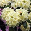Pěnišník 'Ehrengold' - Rhododendron (T) 'Ehrengold'