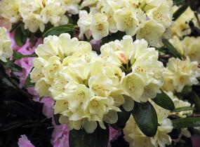 Pěnišník 'Ehrengold' - Rhododendron (T) 'Ehrengold'