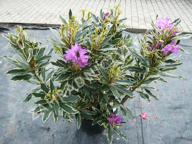 Pěnišník černomořský 'Variegatum' - Rhododendron ponticum 'Variegatum'