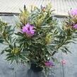 Pěnišník černomořský 'Variegatum' - Rhododendron ponticum 'Variegatum'