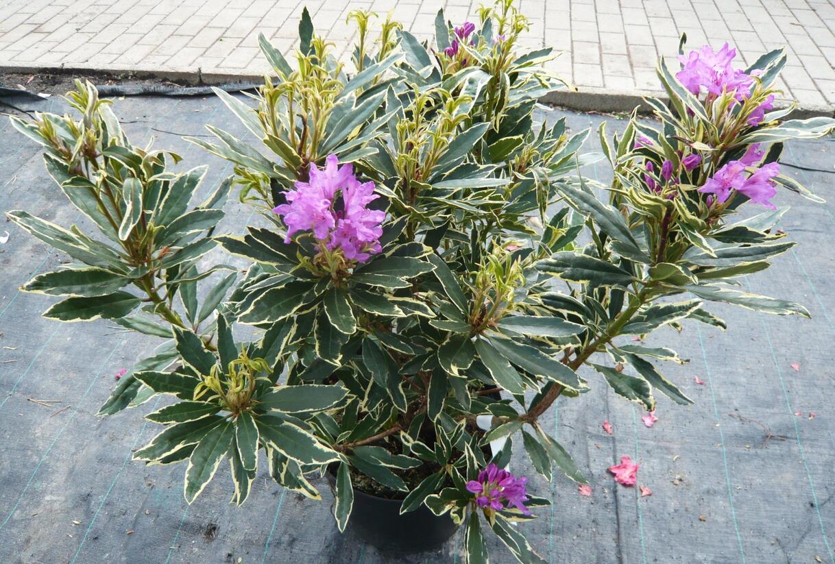 Pěnišník černomořský 'Variegatum' - Rhododendron ponticum 'Variegatum'