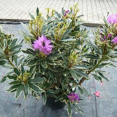 Pěnišník černomořský 'Variegatum' - Rhododendron ponticum 'Variegatum'