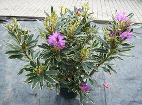 Pěnišník černomořský 'Variegatum' - Rhododendron ponticum 'Variegatum'