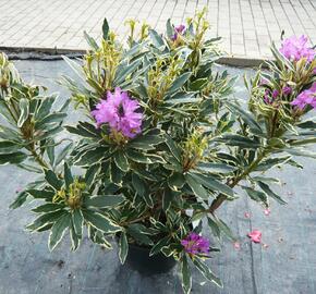 Pěnišník černomořský 'Variegatum' - Rhododendron ponticum 'Variegatum'