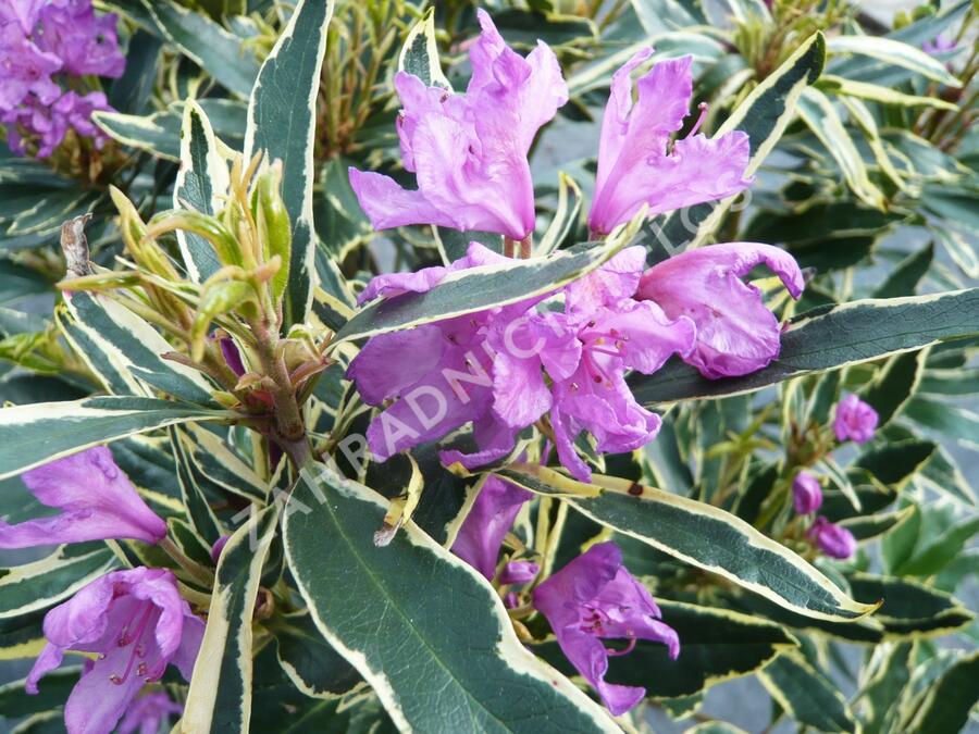 Pěnišník černomořský 'Variegatum' - Rhododendron ponticum 'Variegatum'