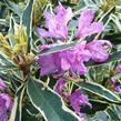 Pěnišník černomořský 'Variegatum' - Rhododendron ponticum 'Variegatum'