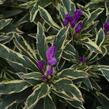 Pěnišník černomořský 'Variegatum' - Rhododendron ponticum 'Variegatum'