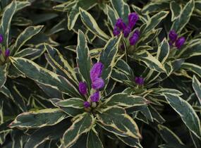 Pěnišník černomořský 'Variegatum' - Rhododendron ponticum 'Variegatum'