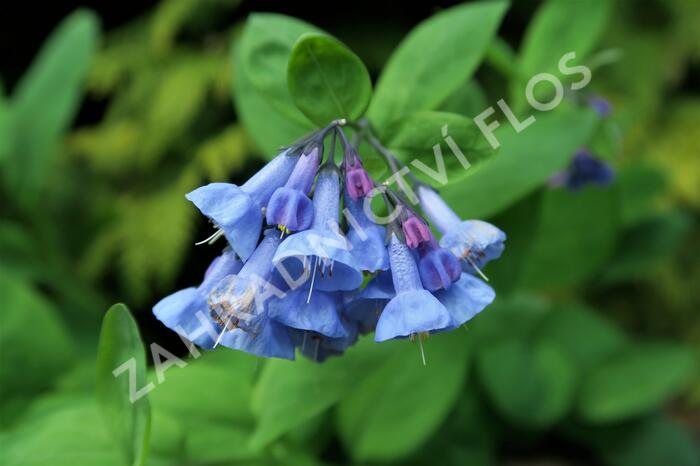 Viržinský modrý zvonek - Mertensia sibirica