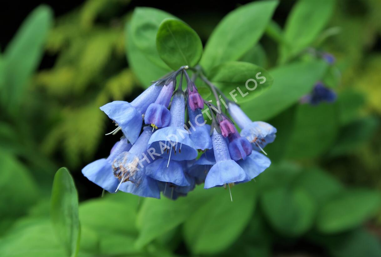 Plícněnka sibiřská, viržinský modrý zvonek - Mertensia sibirica