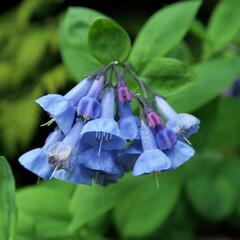 Viržinský modrý zvonek - Mertensia sibirica