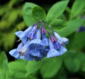 Viržinský modrý zvonek - Mertensia sibirica