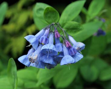 Plícněnka sibiřská, viržinský modrý zvonek