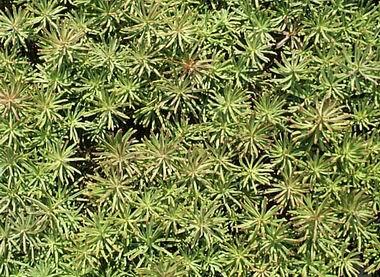 Rozchodník - Sedum middendorffianum