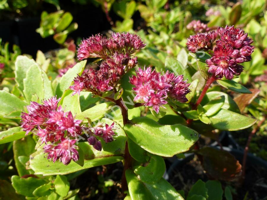 Rozchodník nachový 'Emperor´s Wave' - Sedum telephium 'Emperor´s Wave'