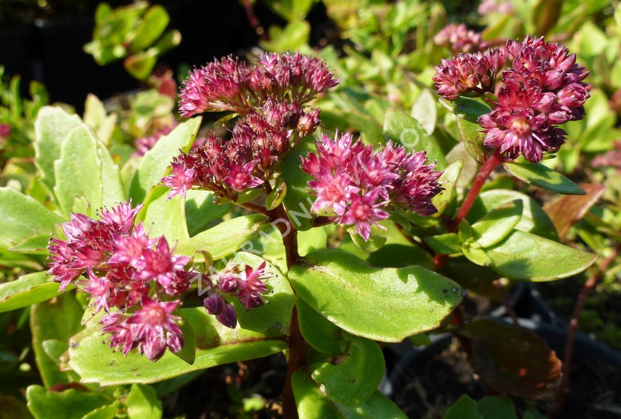 Rozchodník nachový 'Emperor´s Wave' - Sedum telephium 'Emperor´s Wave'