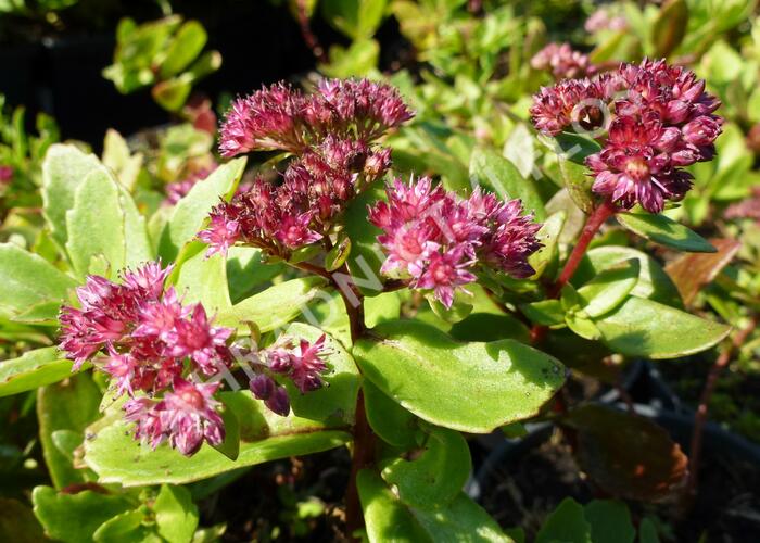 Rozchodník nachový 'Emperor´s Wave' - Sedum telephium 'Emperor´s Wave'