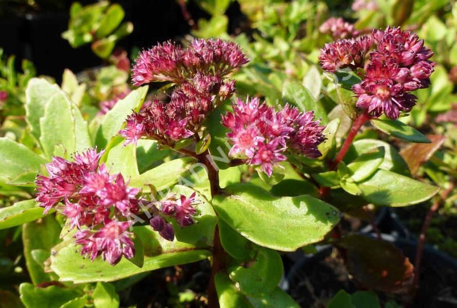 Rozchodník nachový 'Emperor´s Wave' - Sedum telephium 'Emperor´s Wave'