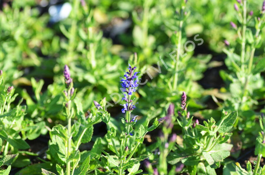 Šalvěj nádherná 'Bordeau Steel Blue' - Salvia superba 'Bordeau Steel Blue'