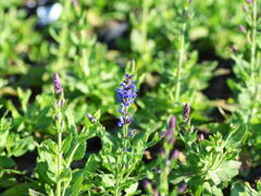 Šalvěj nádherná 'Bordeau Steel Blue' - Salvia superba 'Bordeau Steel Blue'