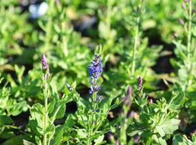 Šalvěj nádherná 'Bordeau Steel Blue' - Salvia superba 'Bordeau Steel Blue'