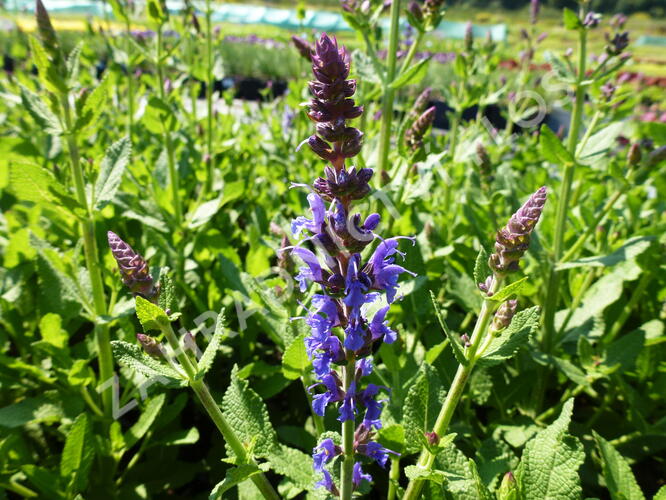 Šalvěj nádherná 'Bordeau Steel Blue' - Salvia superba 'Bordeau Steel Blue'